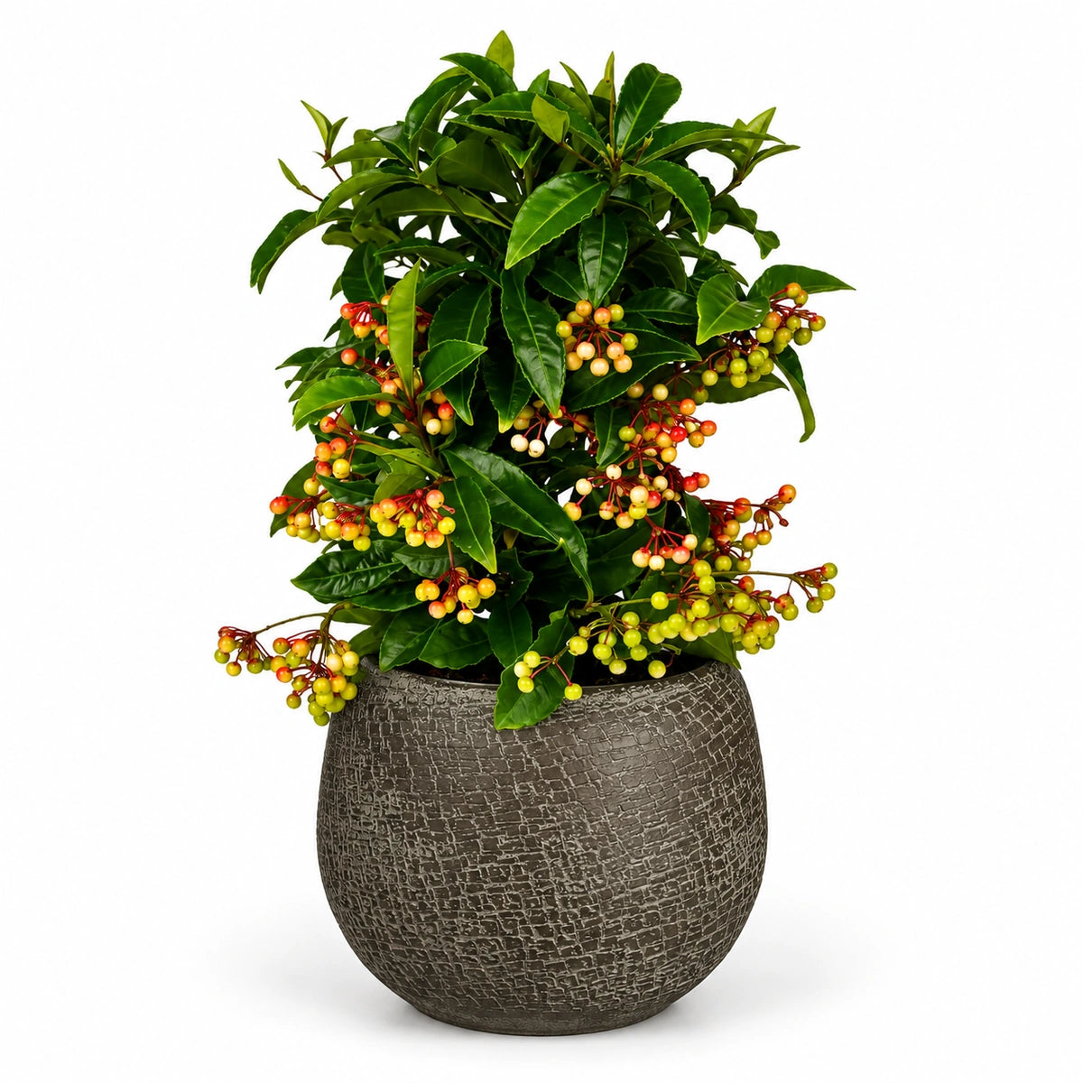 Ardisia crenata 'premium red' 14cm + Raquel green 19cm