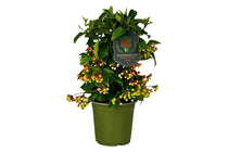 
                  
                    Ardisia crenata 'premium red' 14cm — αρχική φωτογραφία προμηθευτή.
                  
                