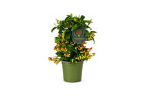 
                  
                    Ardisia crenata ‘premium red’ σε γλάστρα 14 εκ., με καρπούς σε διαφορετικά στάδια ωρίμανσης.
                  
                