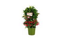 
                  
                    Ardisia crenata ‘premium red’ με ώριμους κόκκινους καρπούς και πράσινο φύλλωμα.
                  
                