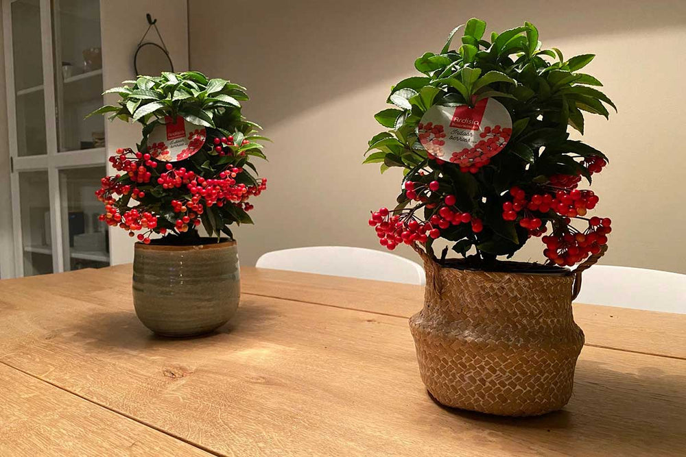 
                  
                    Ardisia crenata 'premium red' 
                  
                