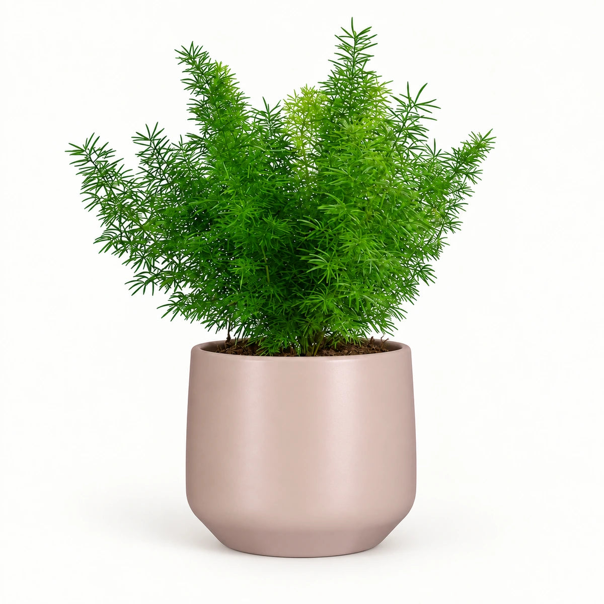 Asparagus densiflorus 'Myersii' 12cm + Amber l. pink matt 14.5cm (1094378)