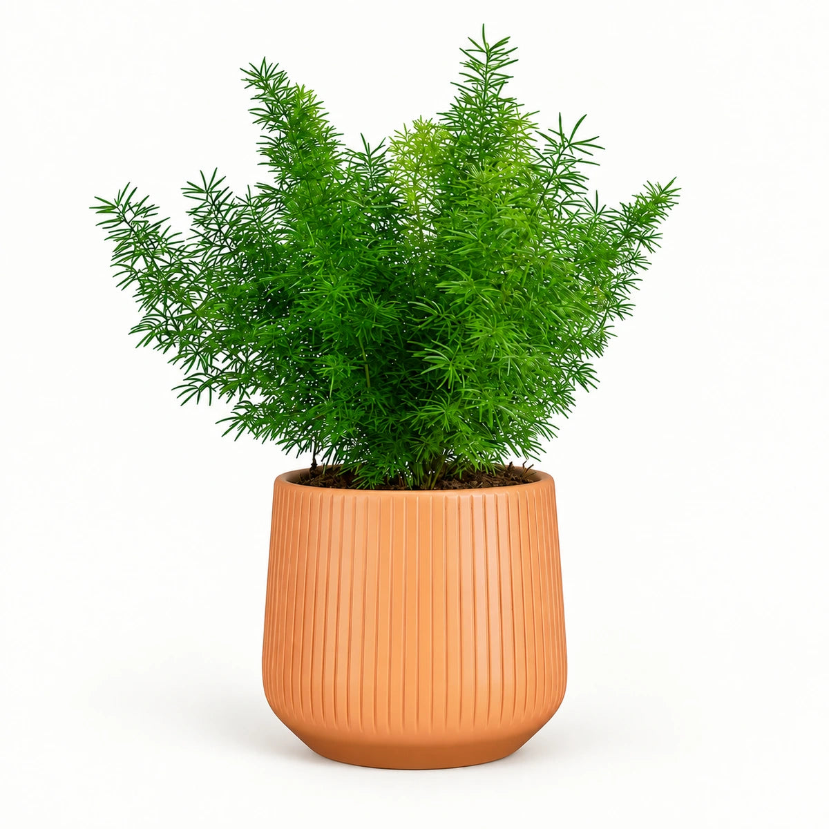 Asparagus densiflorus 'Myersii' 12cm + Amber orange vertical 13cm (1133678)