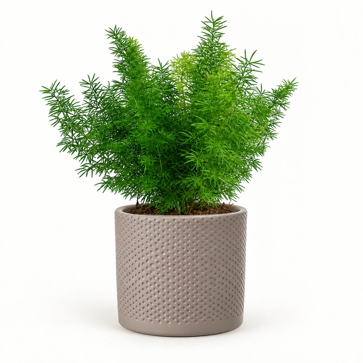 Asparagus densiflorus 'Myersii' 12cm + Era taupe relief 14cm (1051628)