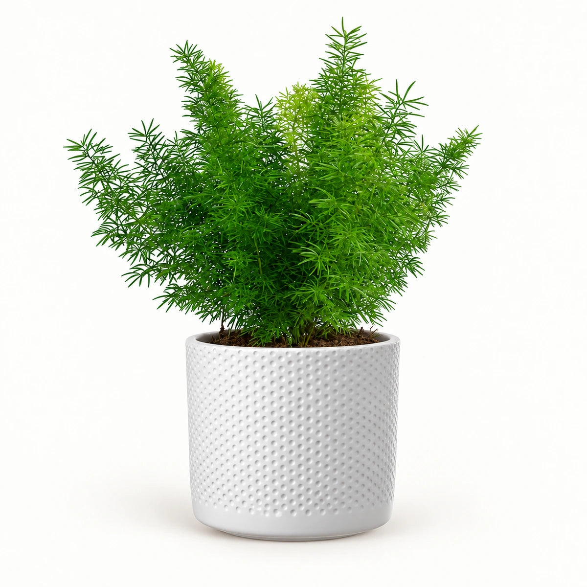 Asparagus densiflorus 'Myersii' 12cm + Era white relief 14cm (1051623)
