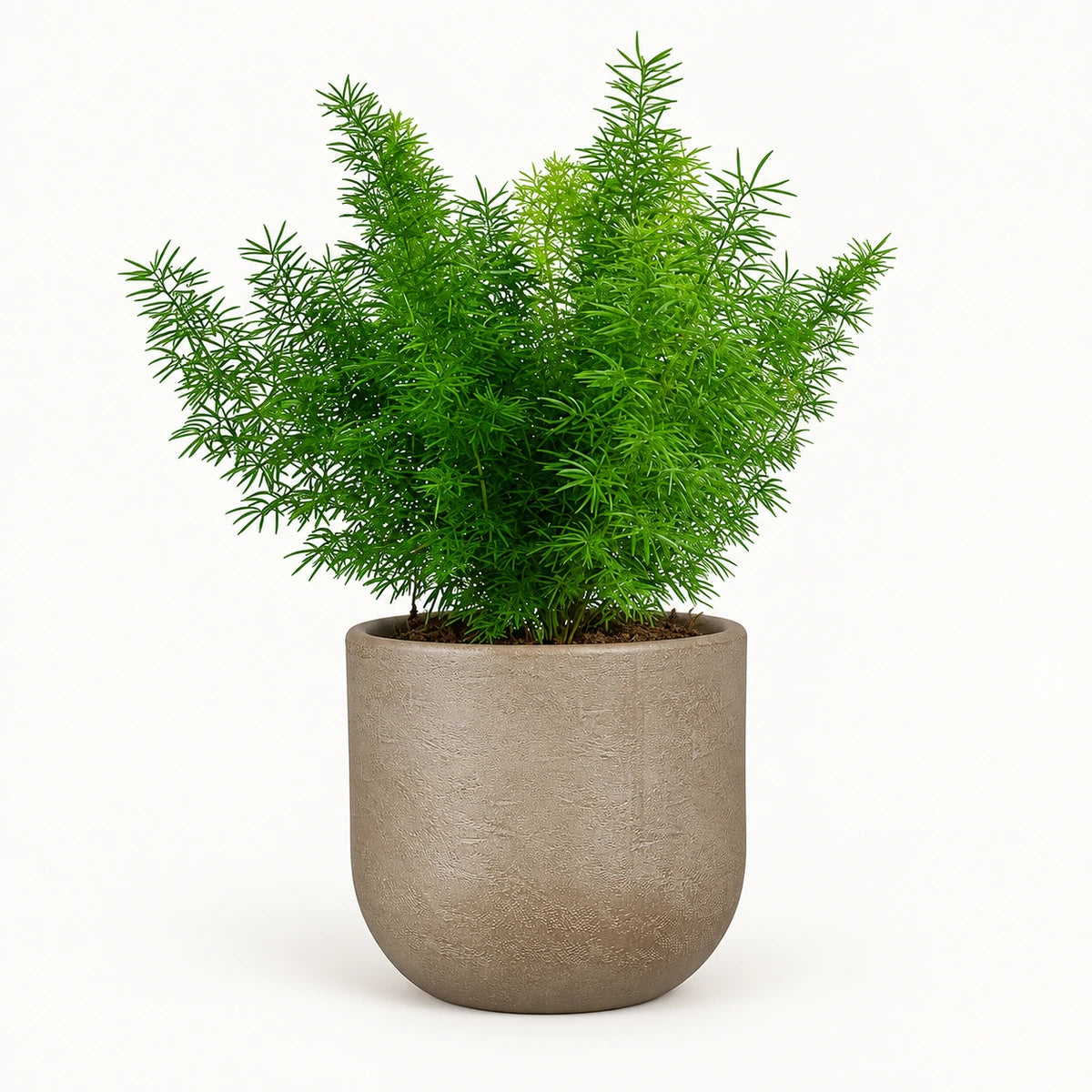 Asparagus densiflorus 'Myersii' 12cm + Nora taupe 14cm (1074613)