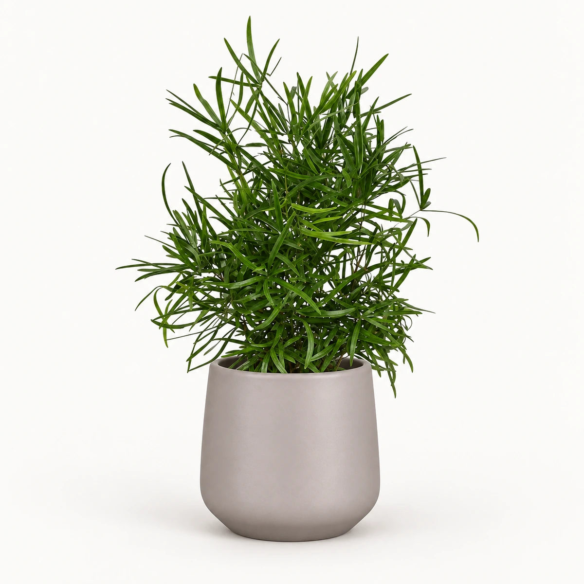 Asparagus falcatus 12cm + Amber taupe matt 12cm (1087665)