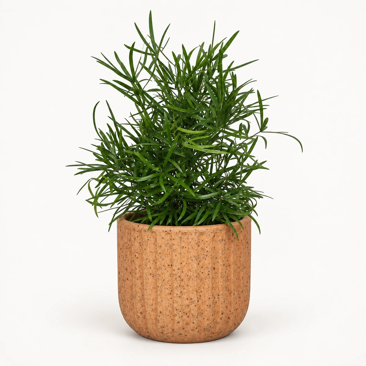 Asparagus falcatus 12cm + Dante l. brown 14cm