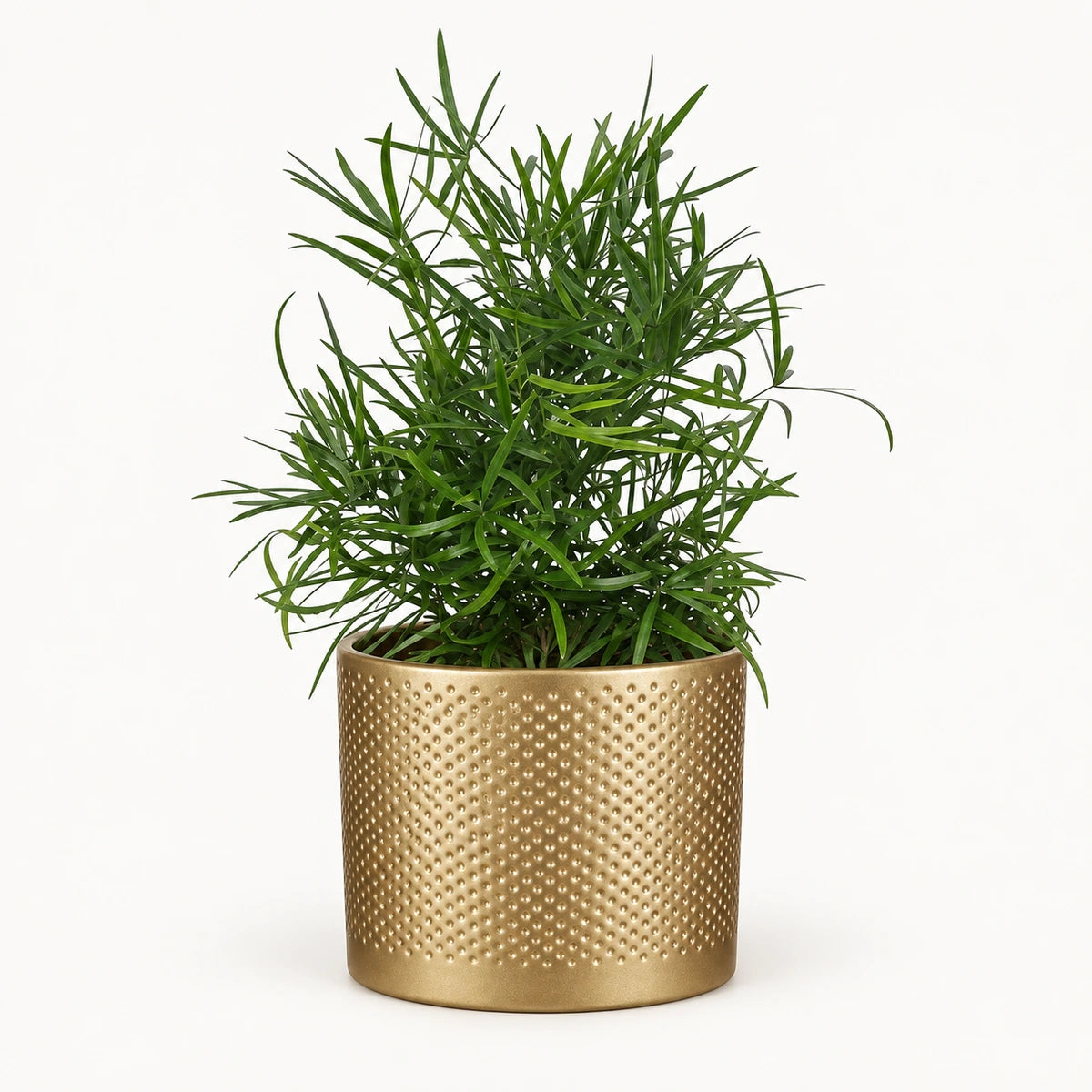 Asparagus falcatus 12cm + Era gold relief 14cm (1059868)