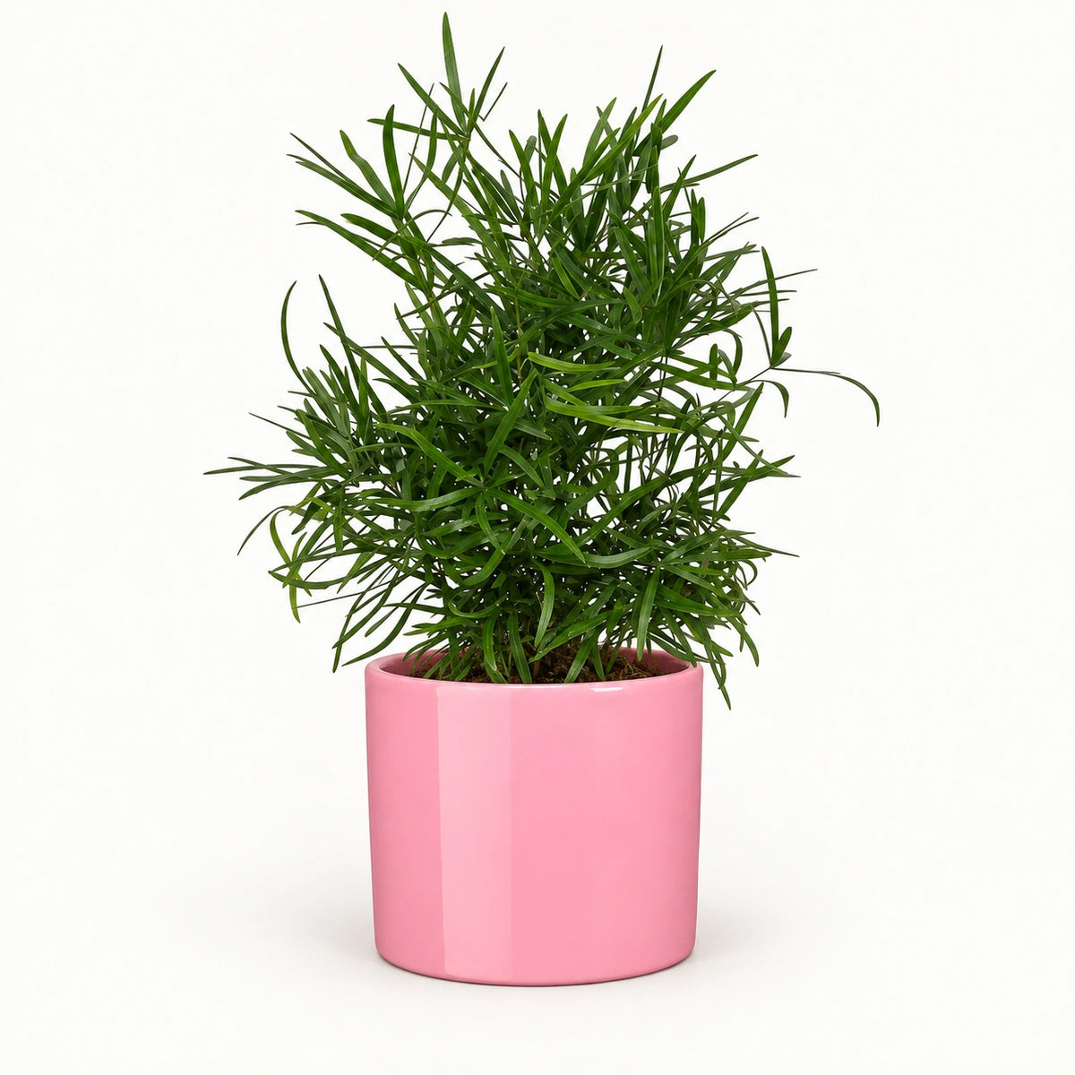 Asparagus falcatus 12cm + Era pink 12cm (1135539)