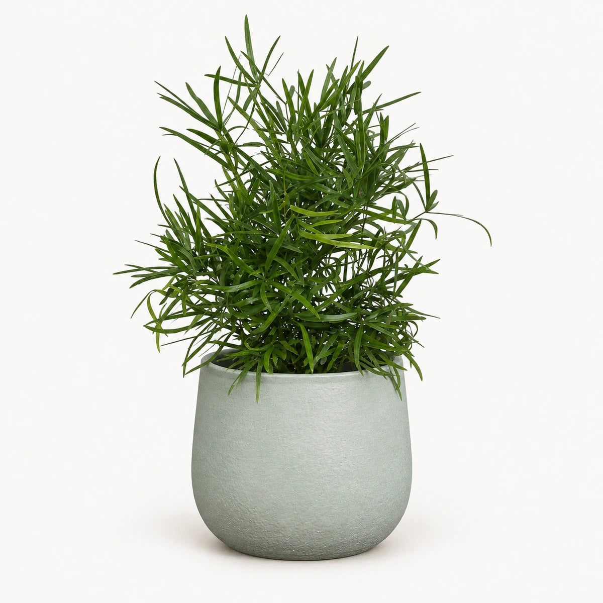 Asparagus falcatus 12cm + Sevilla grey 12.5cm (1175801)