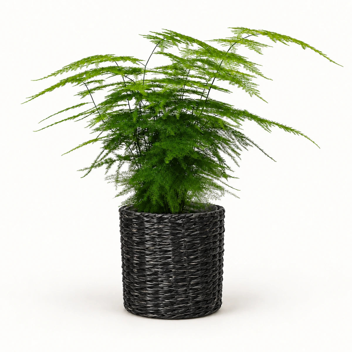 Asparagus setaceus 12cm + Alexis black 13cm (1102736)