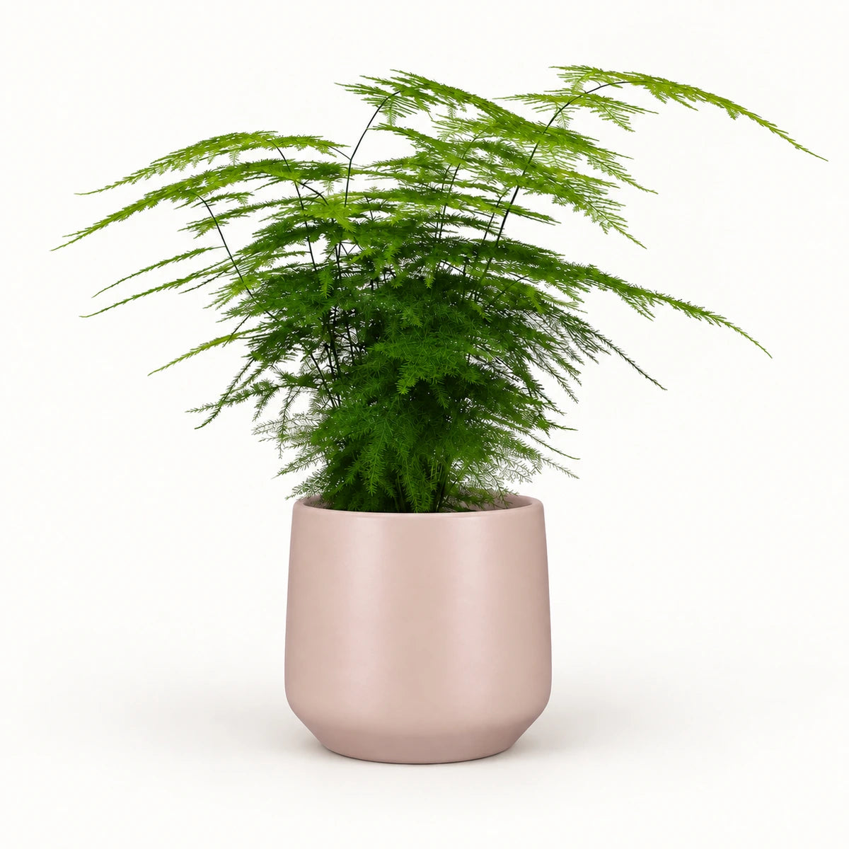 Asparagus setaceus 12cm + Amber l. pink matt 13cm (1097325)