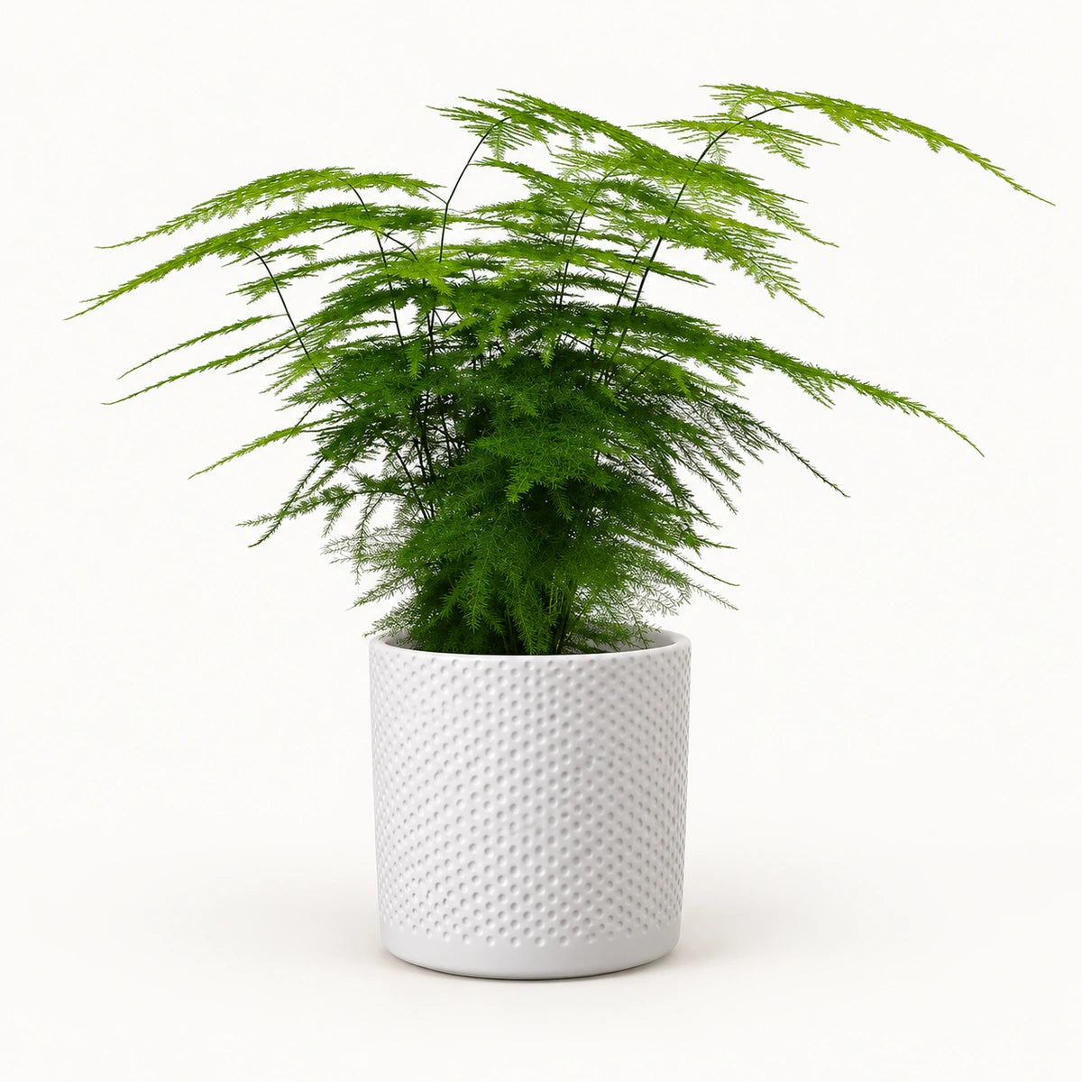 Asparagus setaceus 12cm + Era white relief 14cm (1051623)