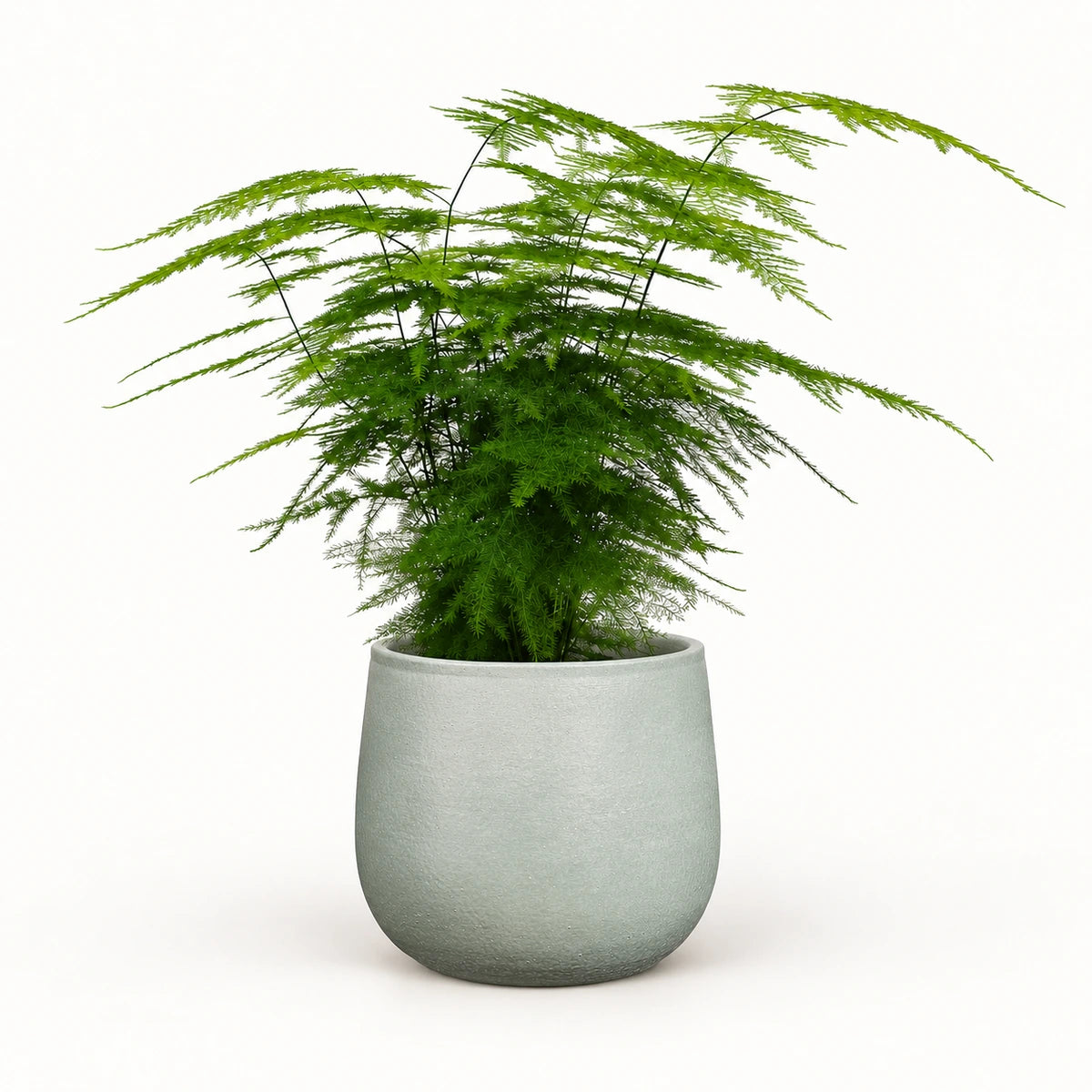 Asparagus setaceus 12cm + Sevilla grey 12.5cm (1175801)