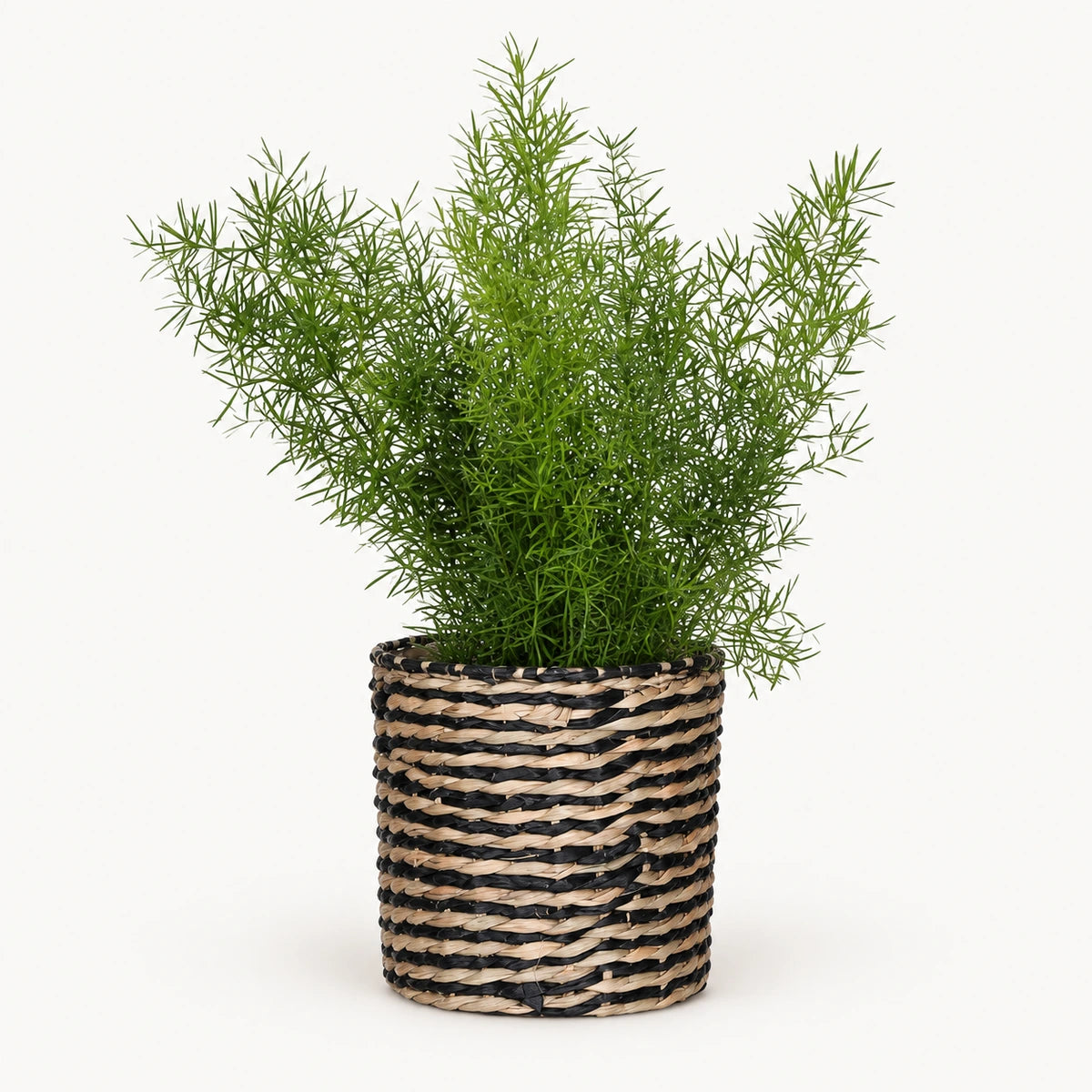 Asparagus sprengeri 12cm + Alexis black 13cm (1102736)