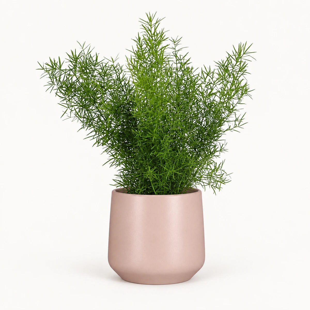 Asparagus sprengeri 12cm + Amber l. pink matt 13cm (1097325)