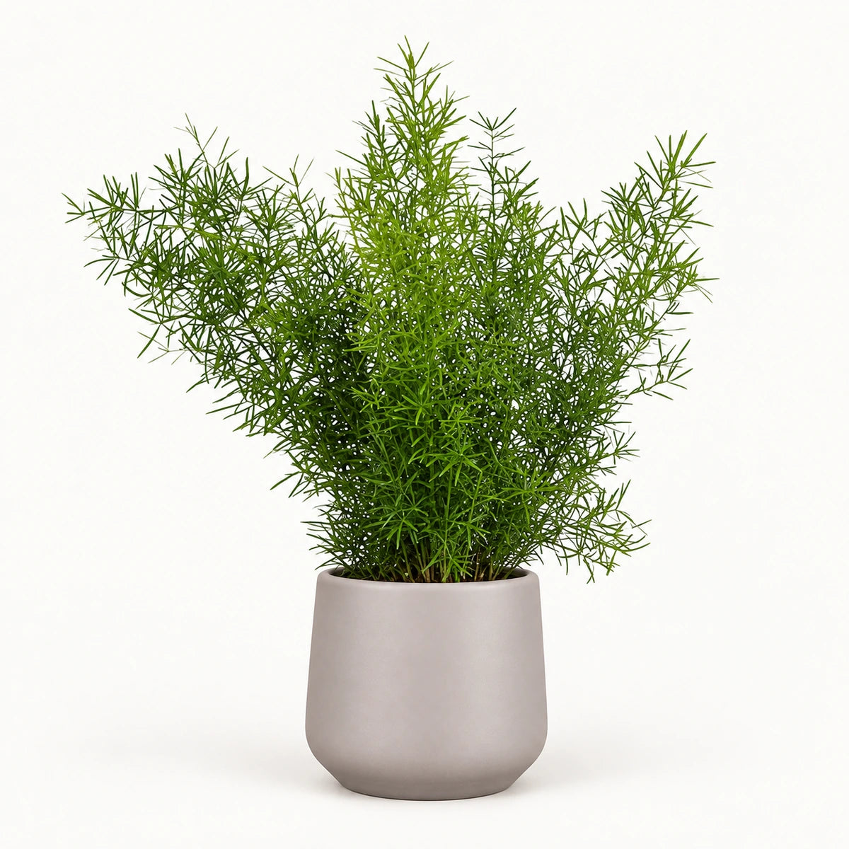 Asparagus sprengeri 12cm + Amber taupe matt 12cm (1087665)