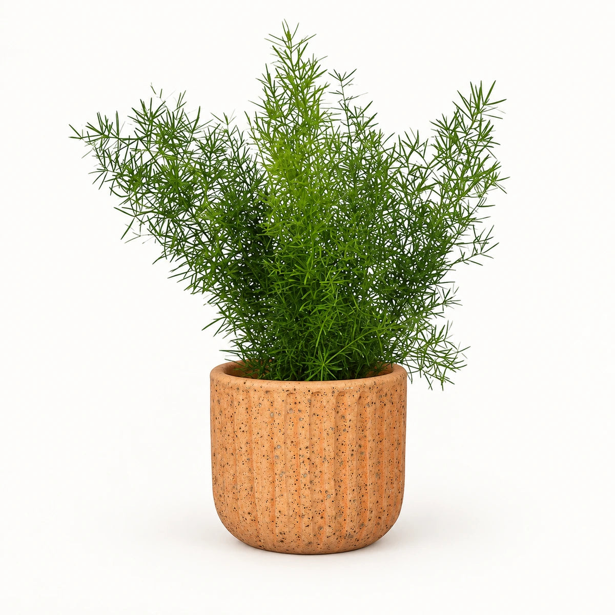Asparagus sprengeri 12cm + Dante l. brown 14cm