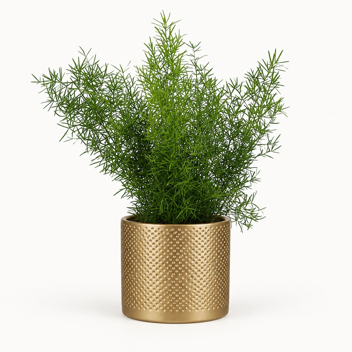 Asparagus sprengeri 12cm + Era gold relief 14cm (1059868)