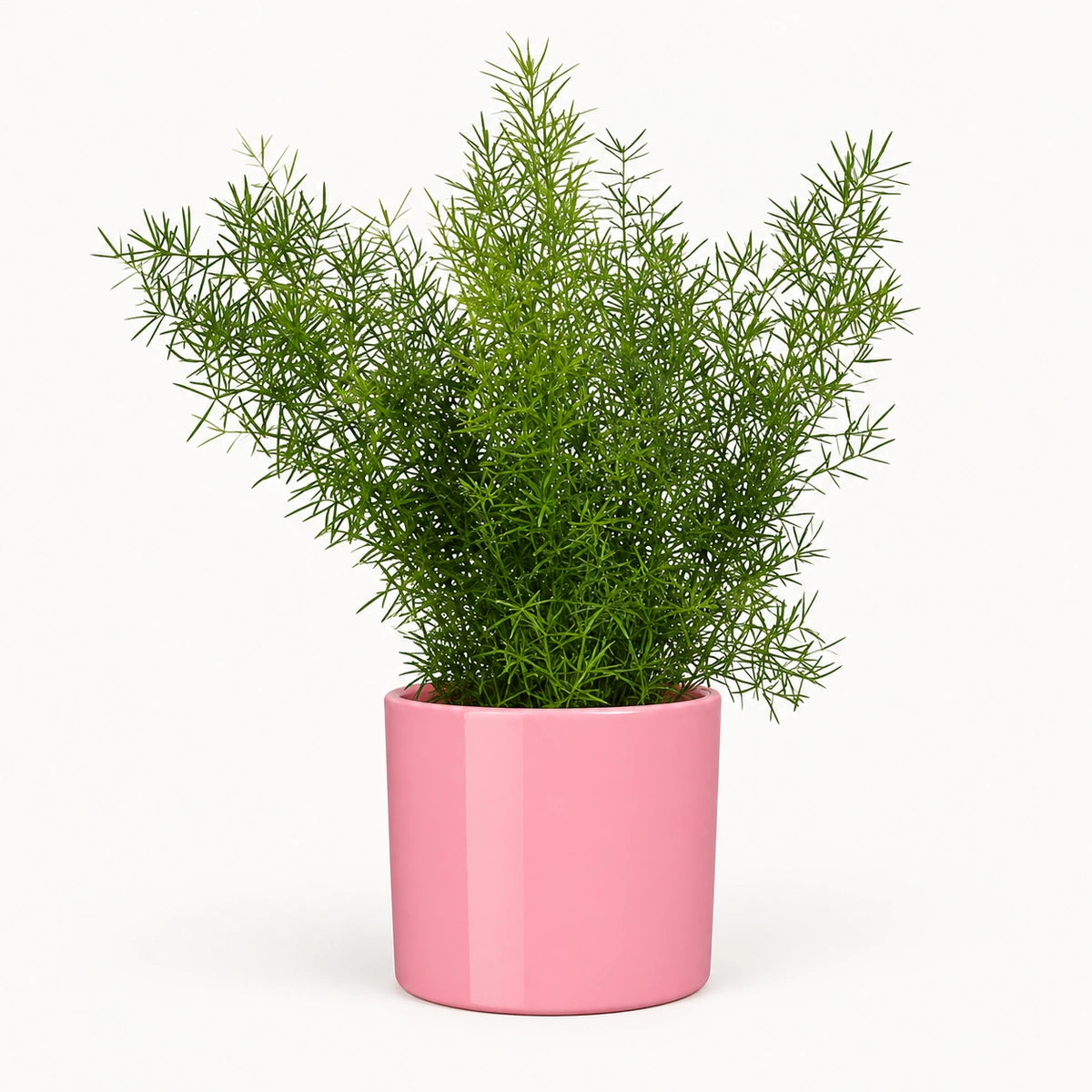 Asparagus sprengeri 12cm + Era pink 12cm (1135539)
