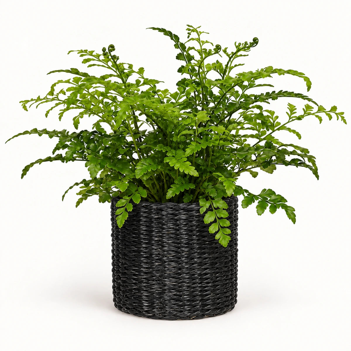 Asplenium parvati 12cm + Alexis black 13cm (1102736) — 3