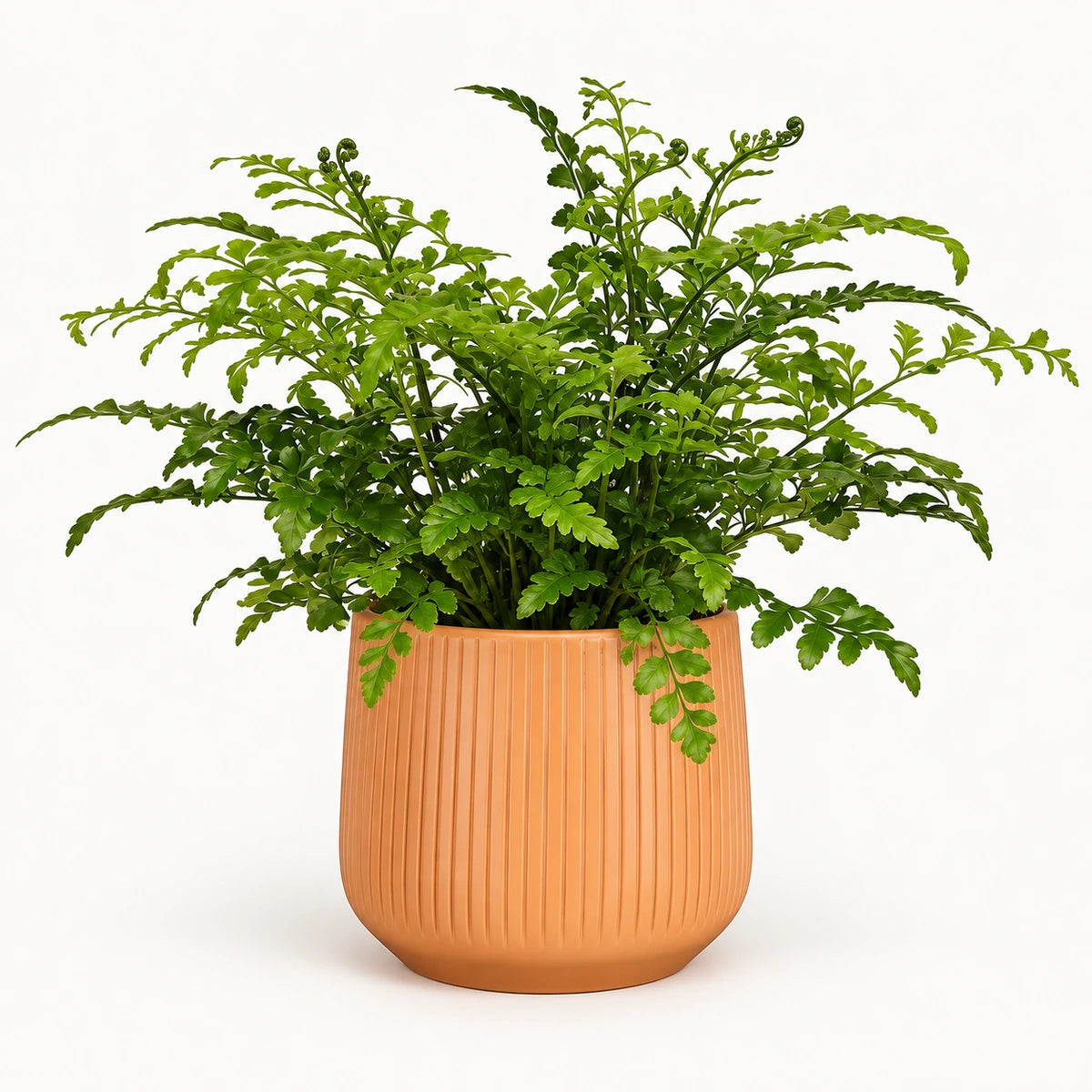 Asplenium parvati 12cm + Amber orange vertical 13cm (1133678)