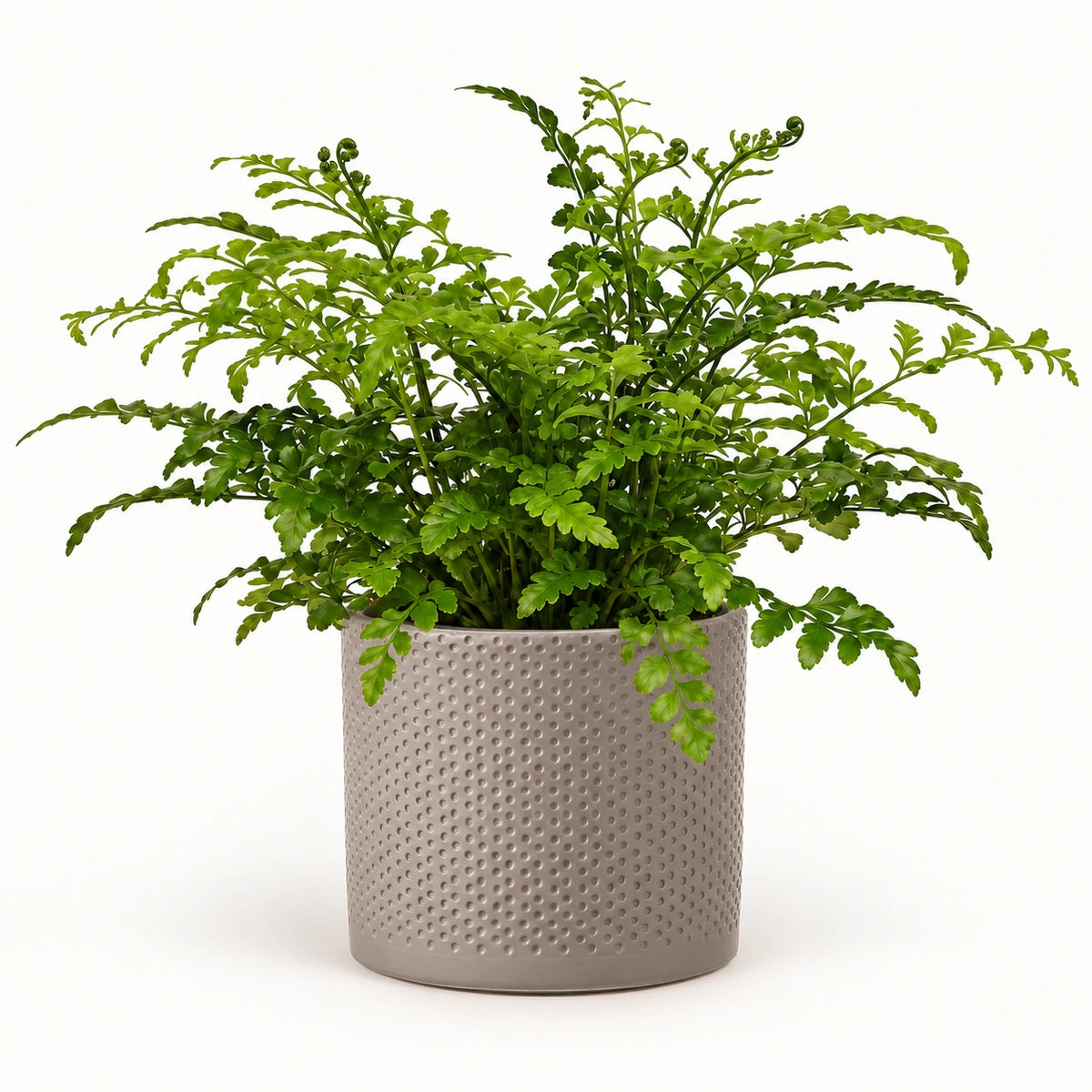 Asplenium parvati 12cm + Era taupe relief 14cm (1051628)