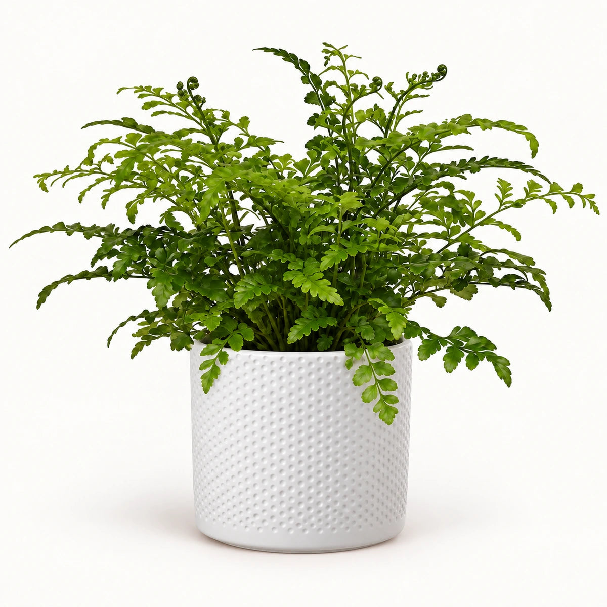 Asplenium parvati 12cm + Era white relief 14cm (1051623)