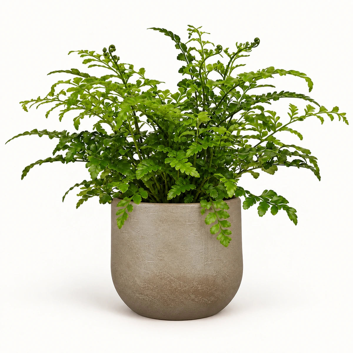 Asplenium parvati 12cm + Nora taupe 14cm (1074613)