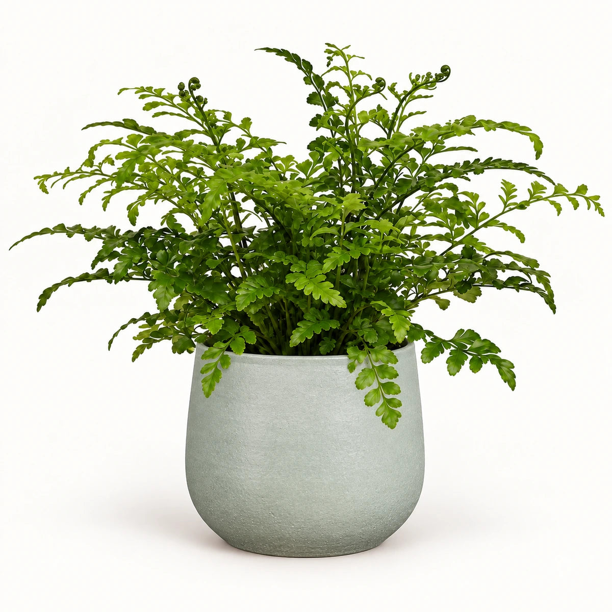 Asplenium parvati 12cm + Sevilla grey 12.5cm (1175801)