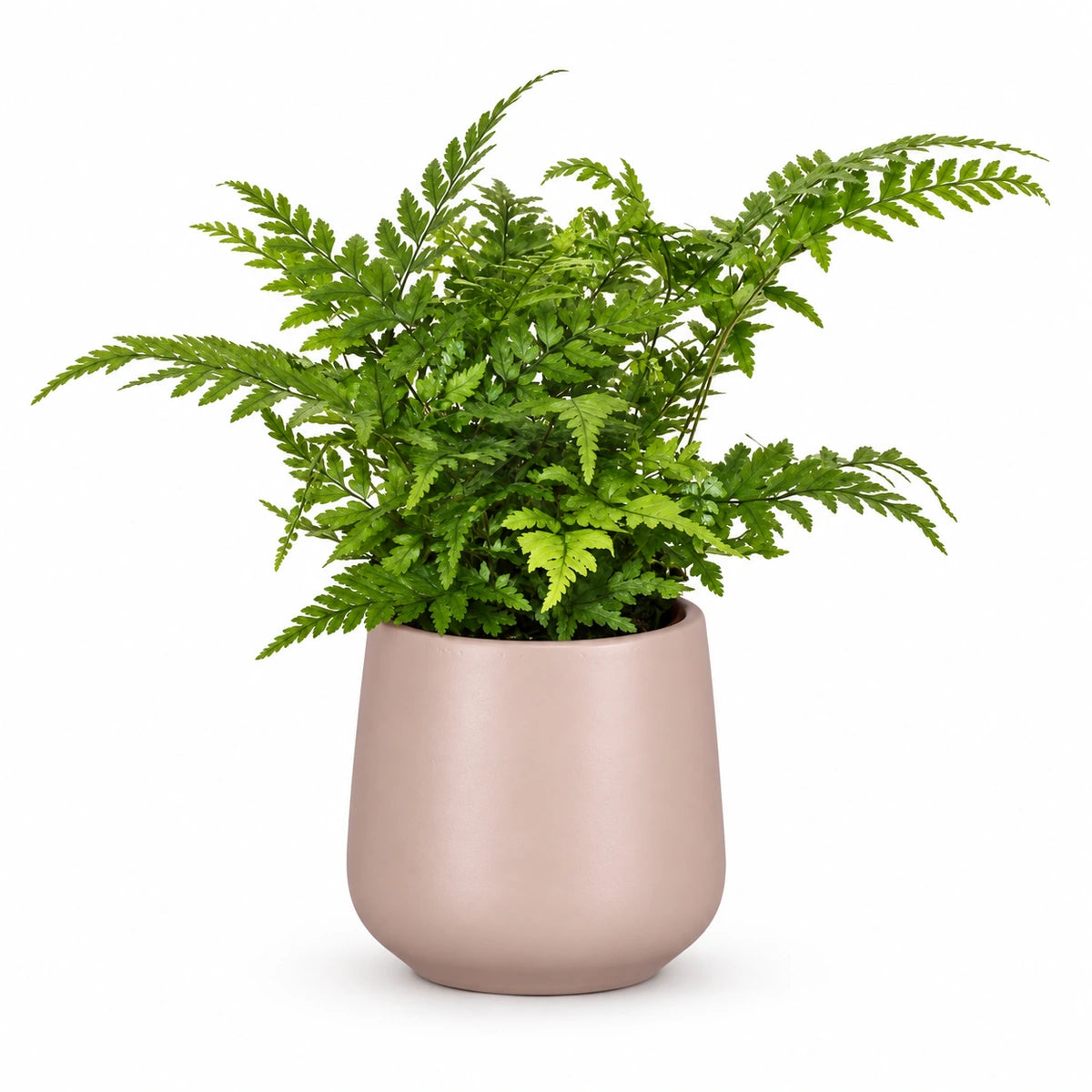Athyrium spicatum 8.5cm + Amber l. pink matt 8.5cm (1094376)