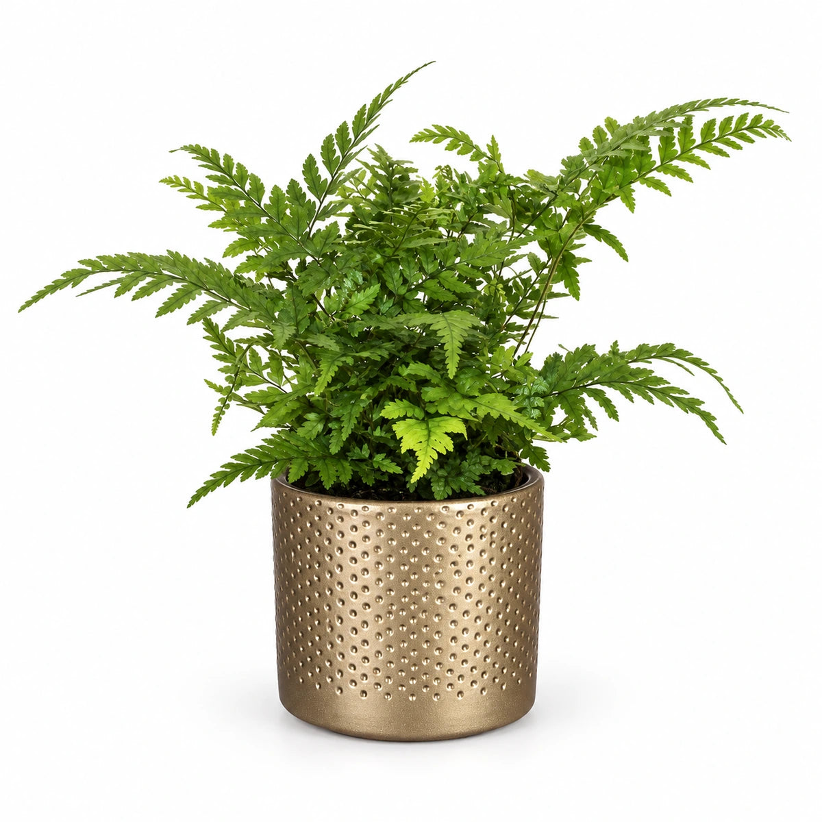 Athyrium spicatum 8.5cm + Era gold relief 8.5cm (1096073)
