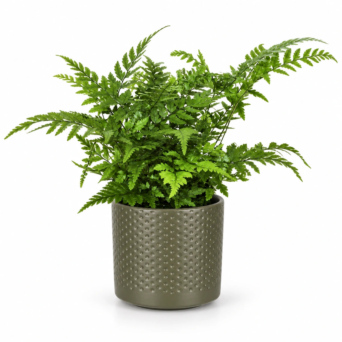 Athyrium spicatum 8.5cm + Era green relief 8.5cm (1096064)
