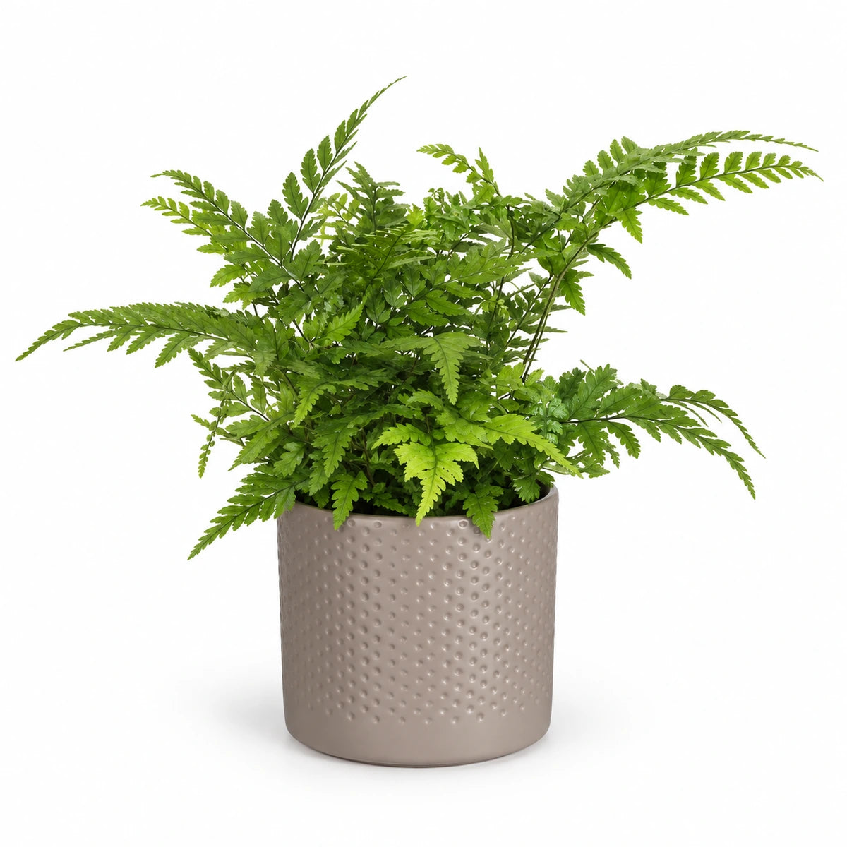 Athyrium spicatum 8.5cm + Era taupe relief 8.5cm (1096062)