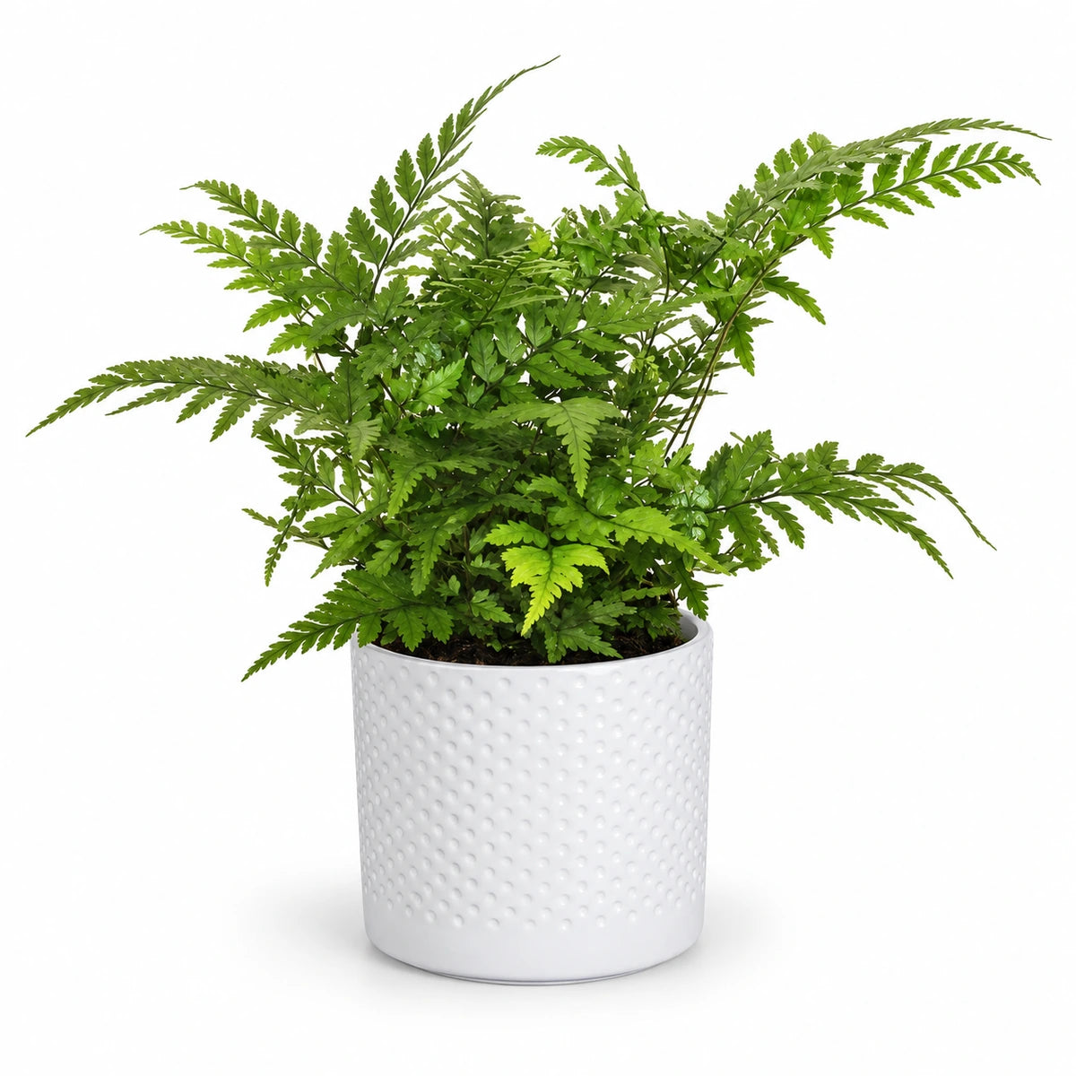 Athyrium spicatum 8.5cm + Era white relief 8.5cm (1096055)