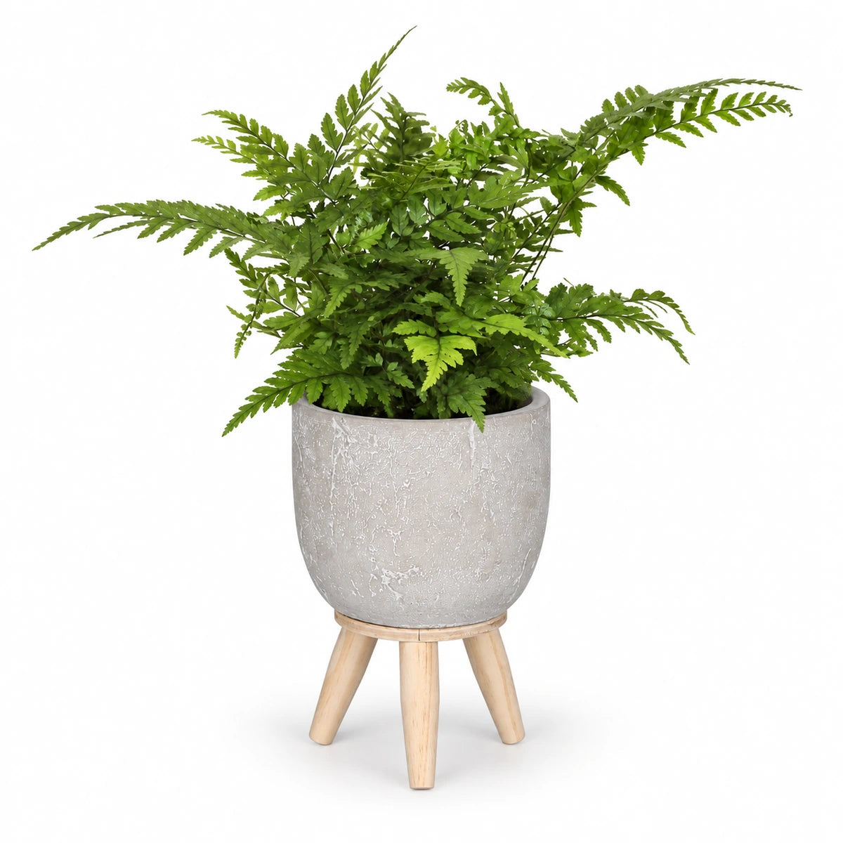 Athyrium spicatum 8.5cm + Jimmy on stand l.grey 10.5cm (1095042)