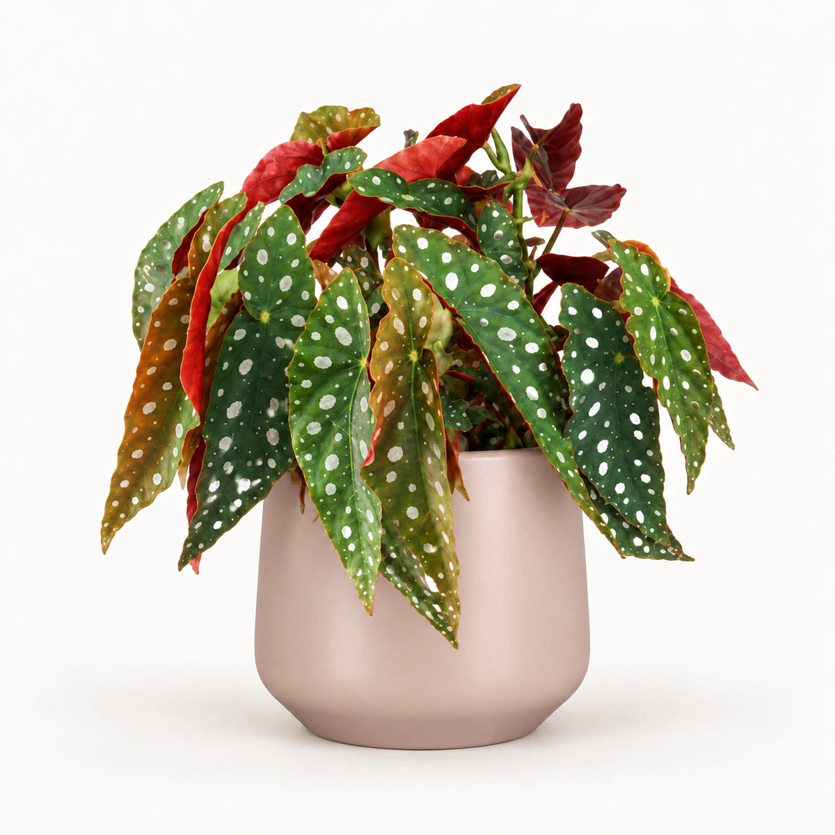 Begonia 'polka dot' 12cm + Amber l. pink matt 14.5cm (1094378)