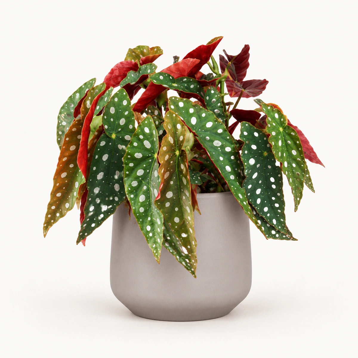 Begonia 'polka dot' 12cm + Amber taupe matt 13cm (1097322)