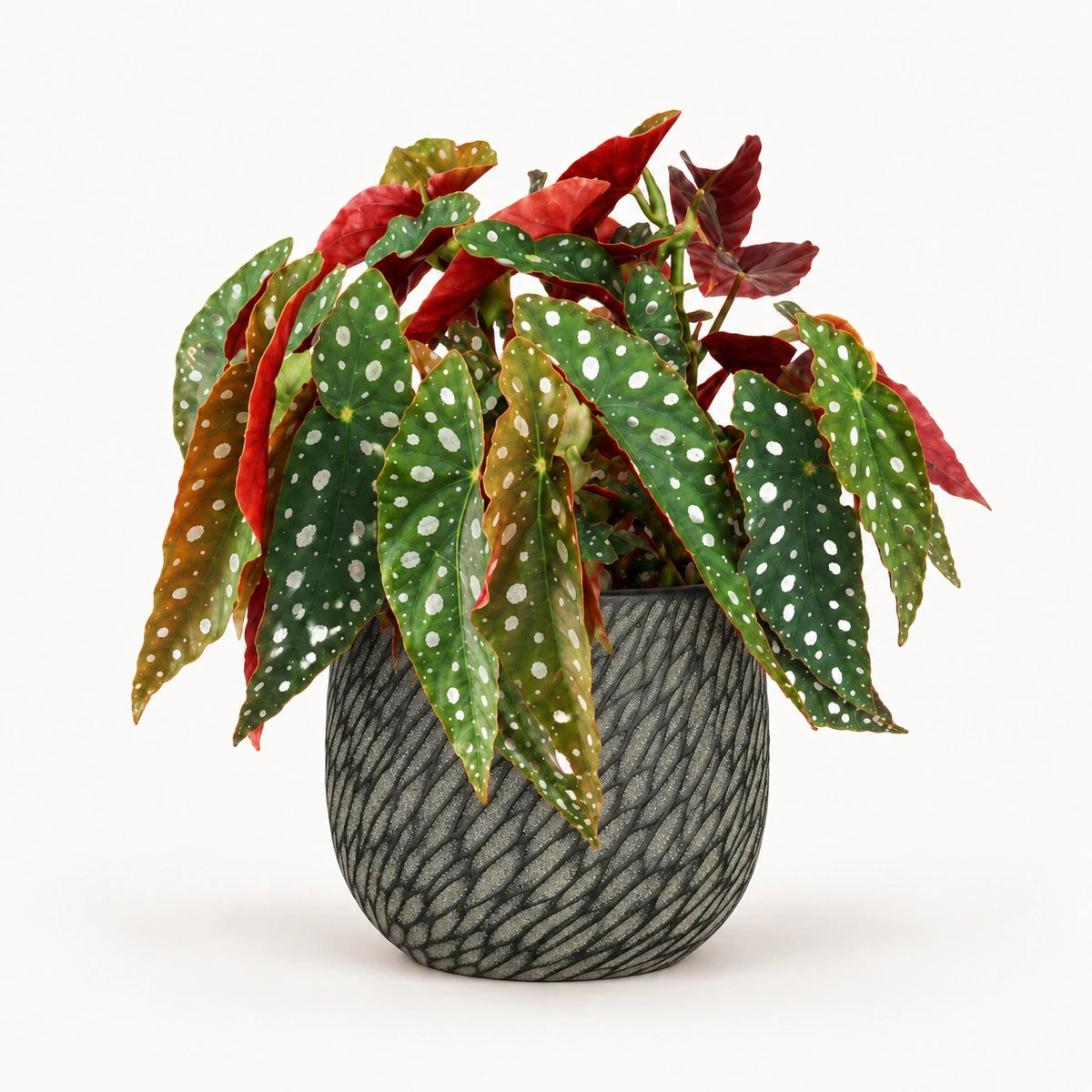 Begonia 'polka dot' 12cm + Elio anthracite 12.5cm (1163962)
