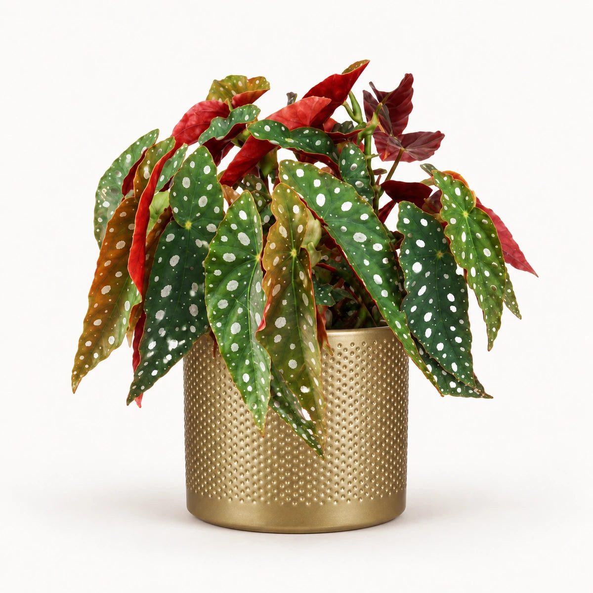 Begonia 'polka dot' 12cm + Era gold relief 14cm (1059868)