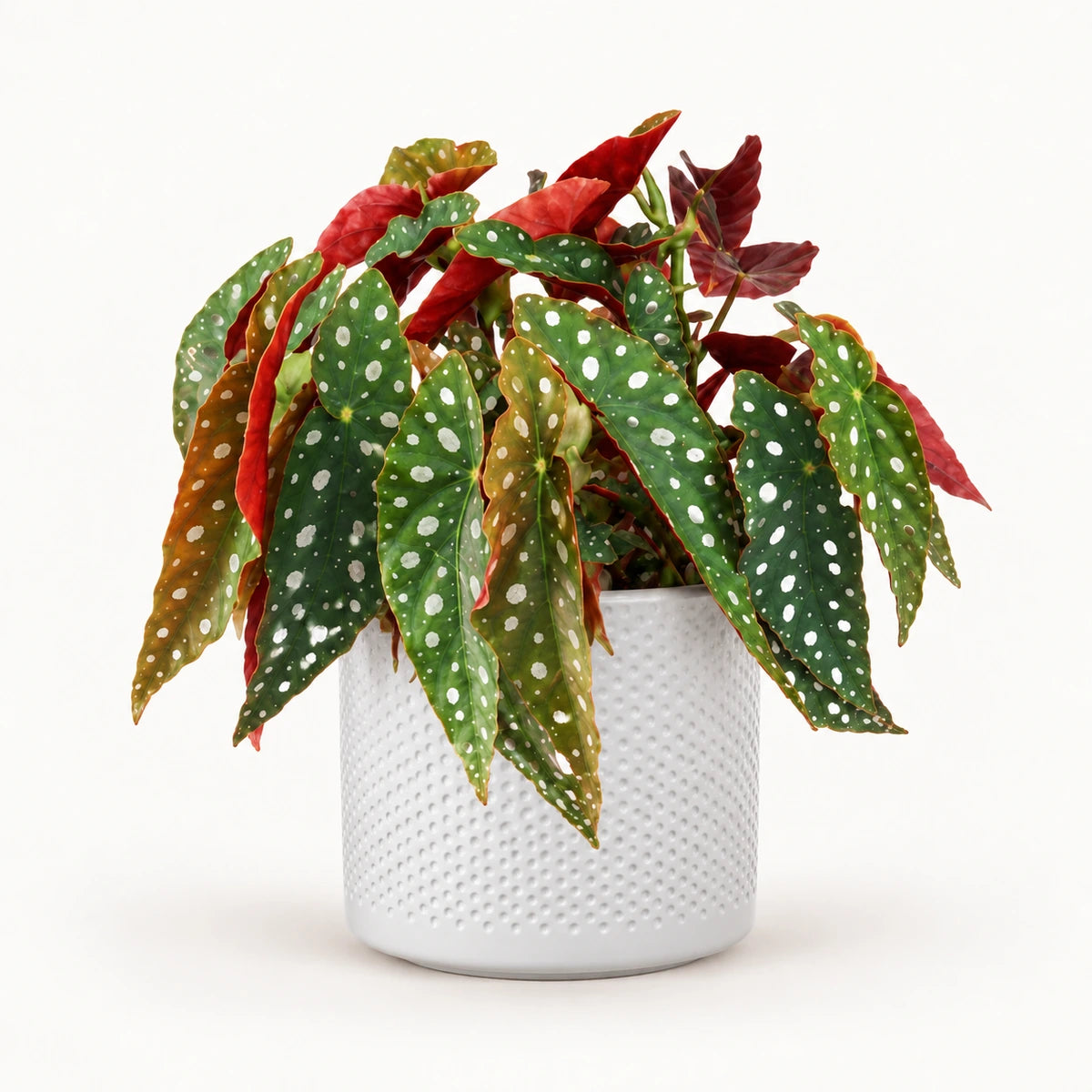 Begonia 'polka dot' 12cm + Era white relief 14cm (1051623)
