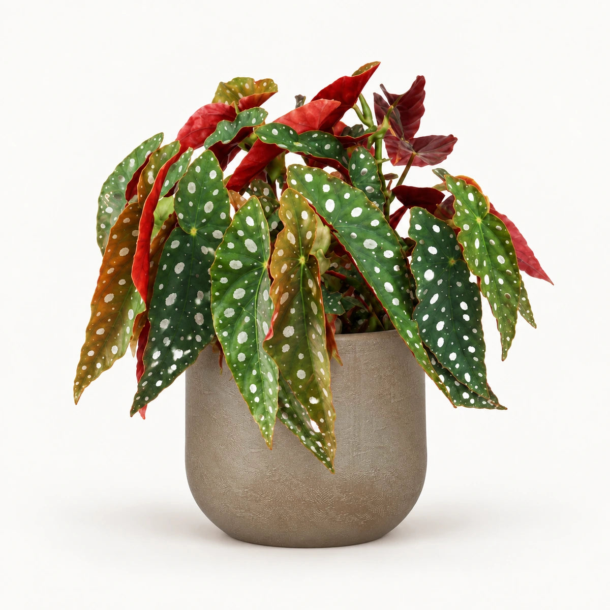 Begonia 'polka dot' 12cm + Nora taupe 14cm (1074613)