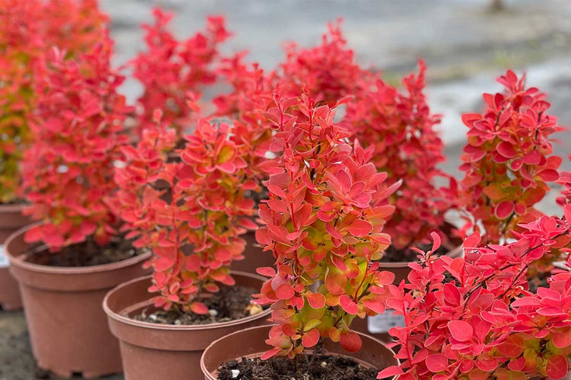 Berberis 'Orange Ice'® 15cm