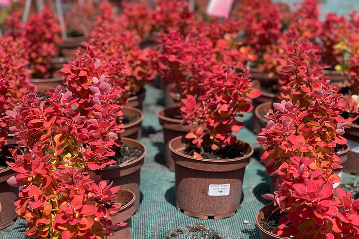 Berberis 'Orange Ice'® 15cm