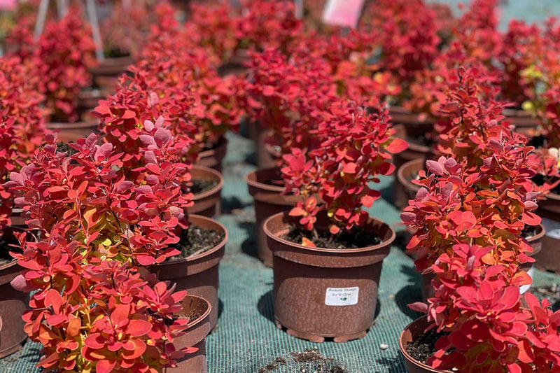 Berberis 'Orange Ice'® 15cm