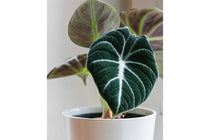 
                  
                    Alocasia 'black velvet'
                  
                