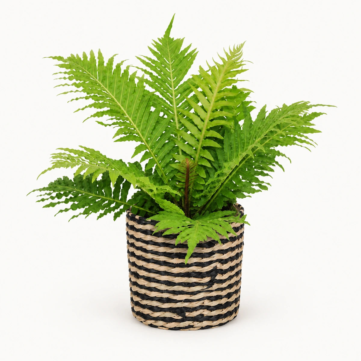 Blechnum 'Silver Lady' 12cm + Alexis black 13cm (1102736)