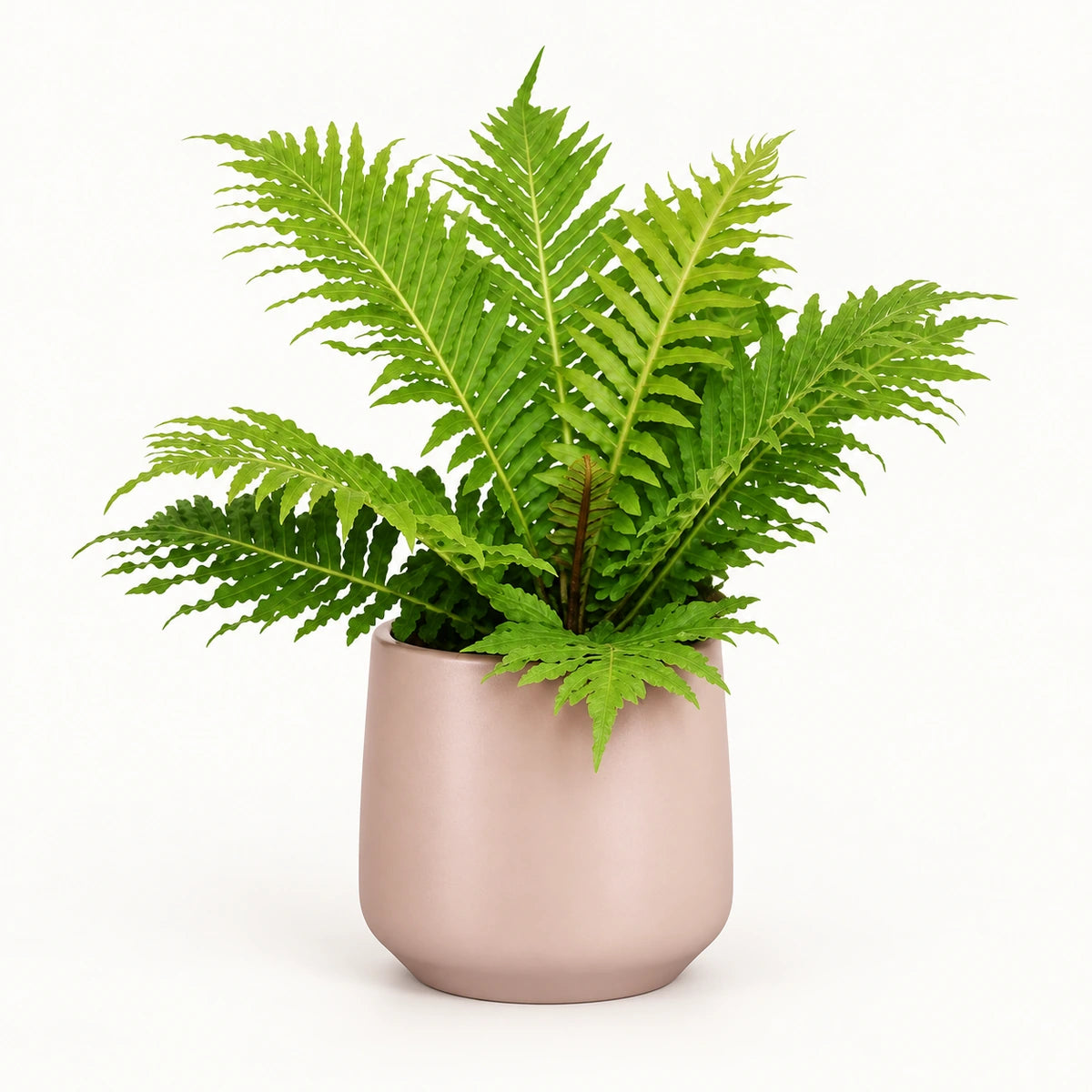 Blechnum 'Silver Lady' 12cm + Amber l. pink matt 13cm (1097325)