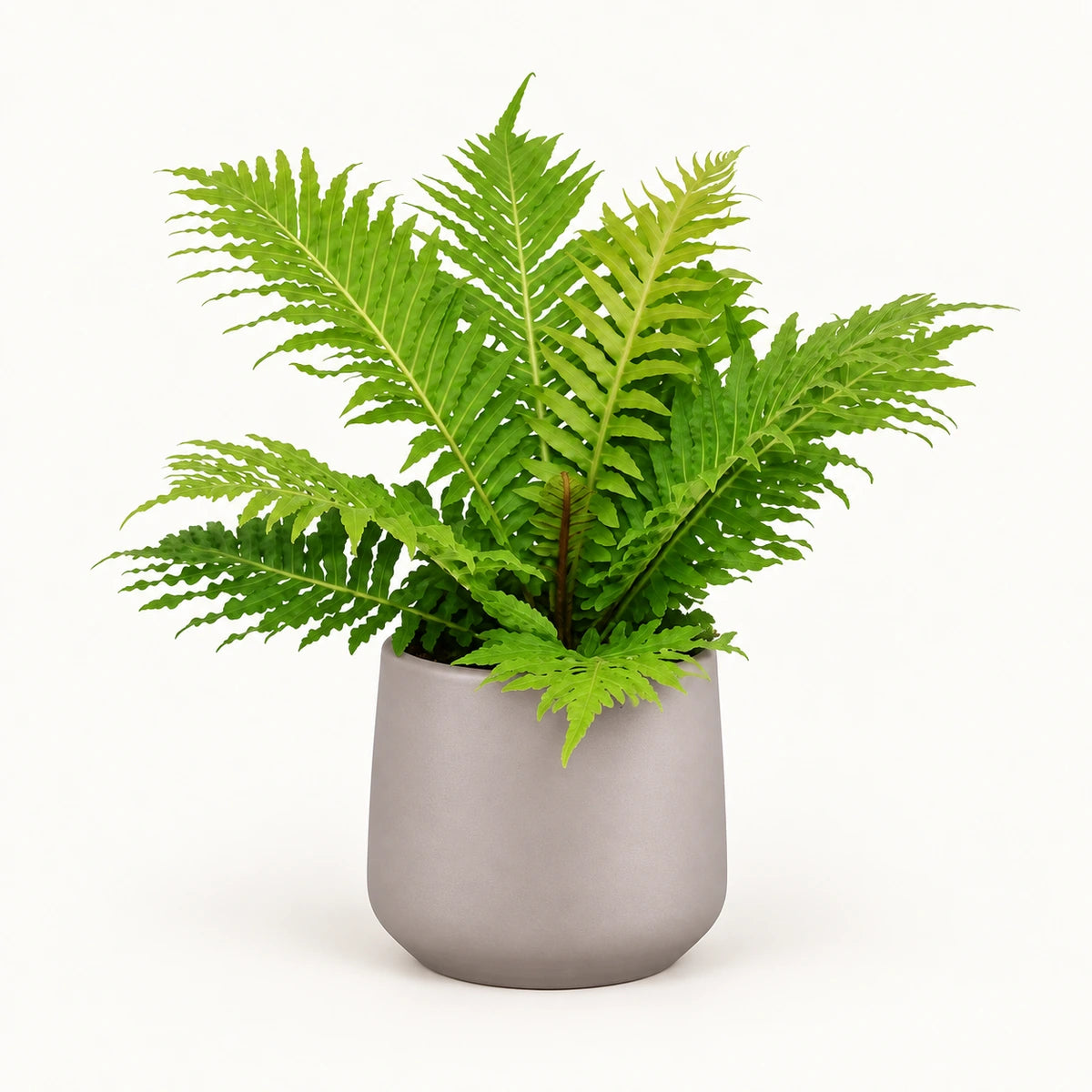 Blechnum 'Silver Lady' 12cm + Amber taupe matt 12cm (1087665)